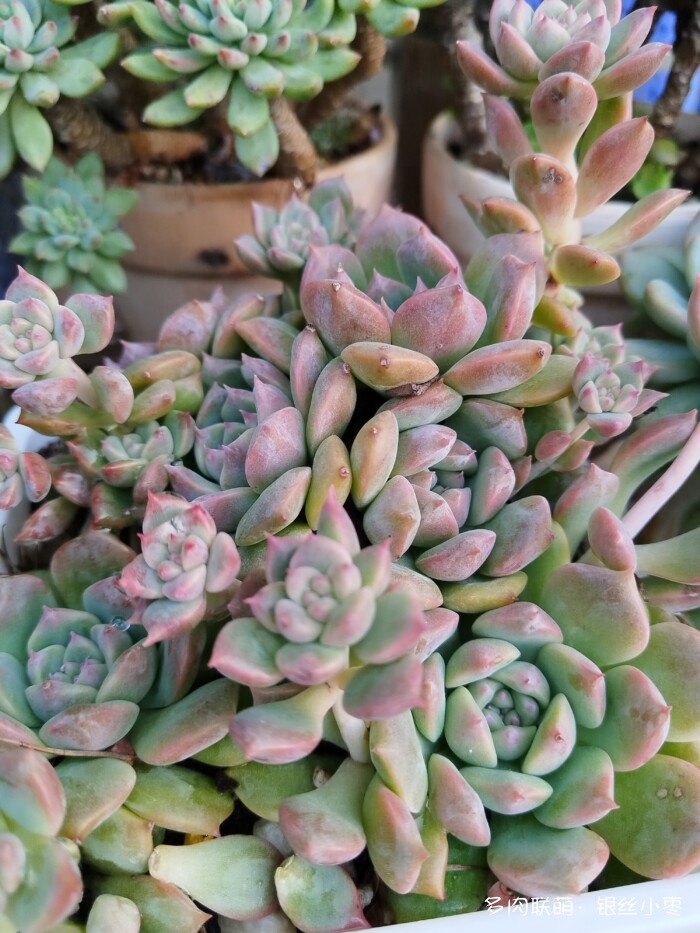 河北秋天的多肉
