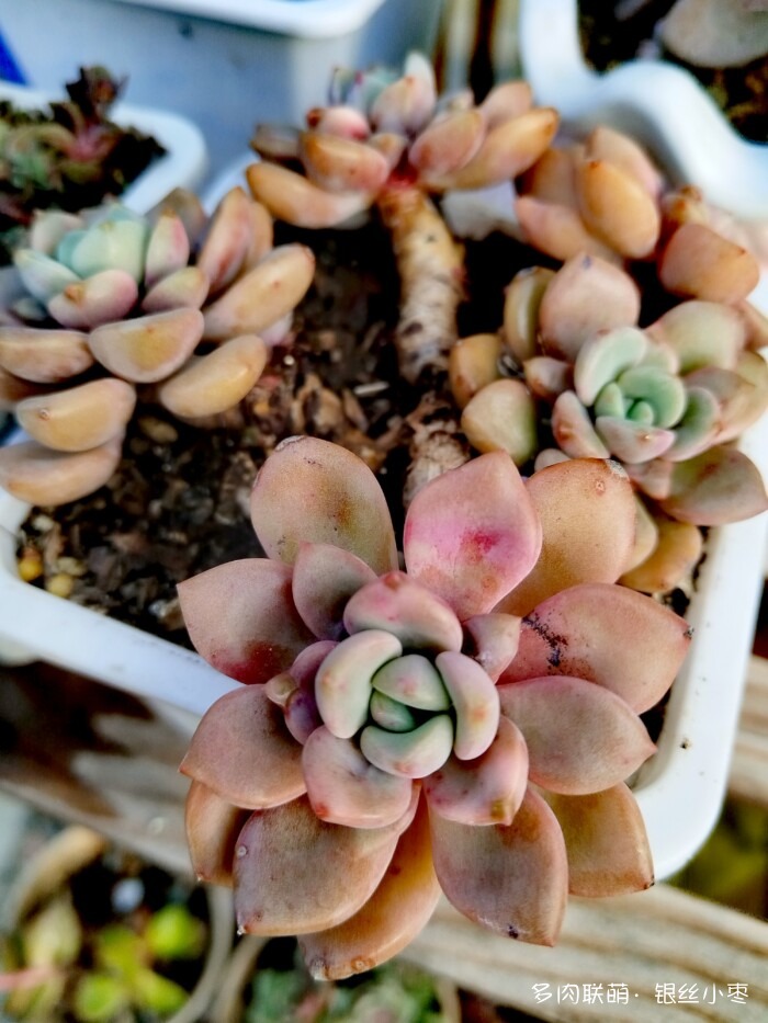 河北秋天的多肉