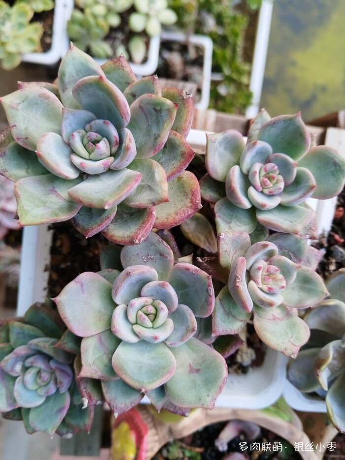 河北秋天的多肉