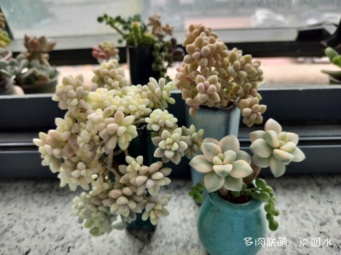 东北秋天的多肉
