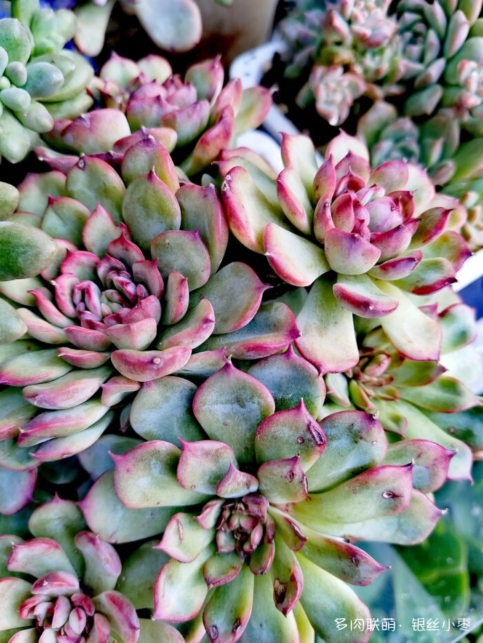 河北秋天的多肉