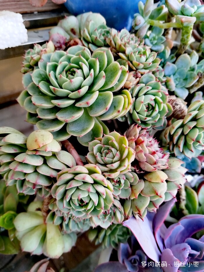 河北秋天的多肉