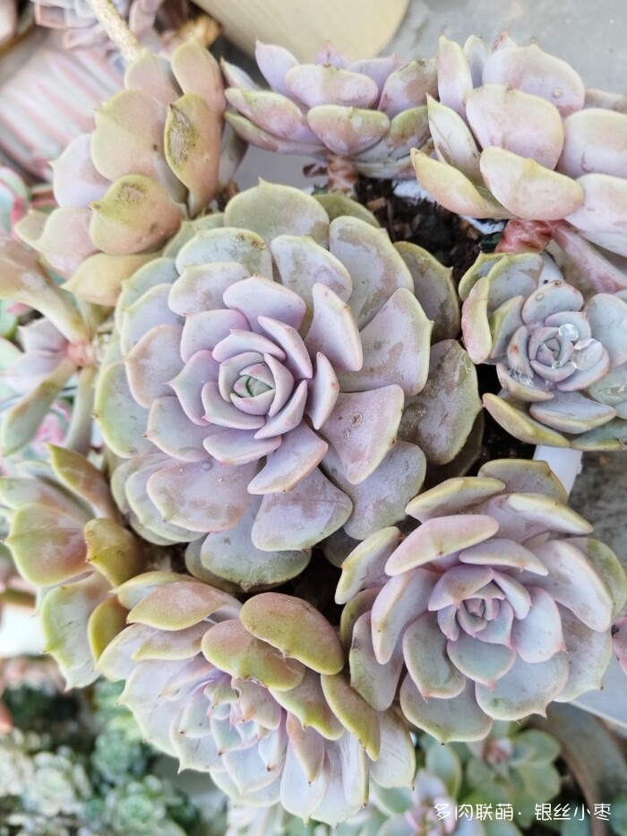 河北秋天的多肉