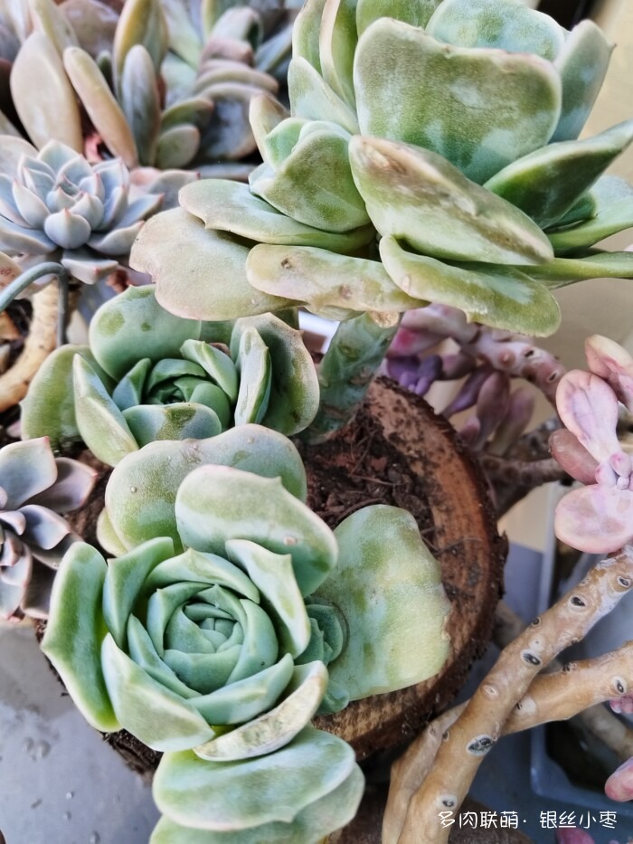 河北秋天的多肉