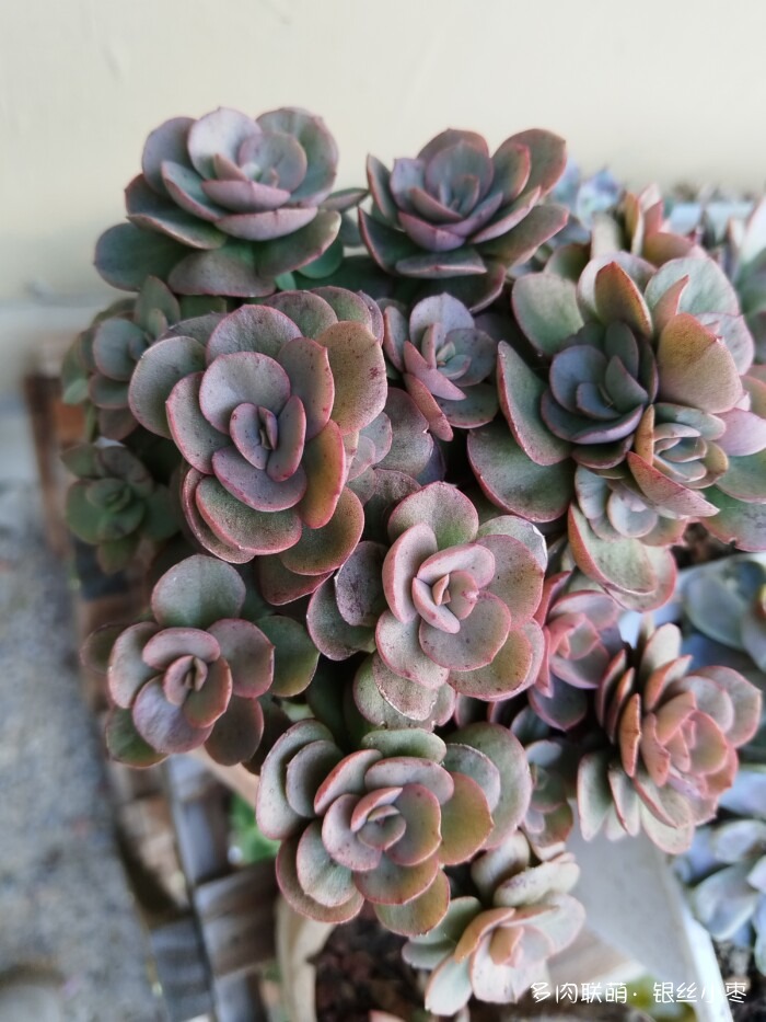 河北秋天的多肉