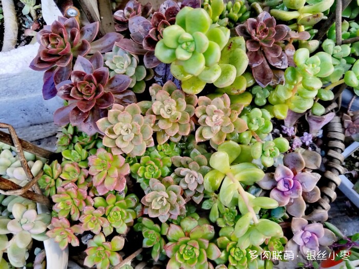 河北秋天的多肉