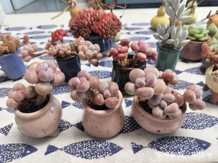 东北秋天的多肉