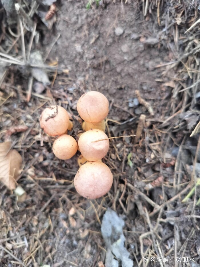 东北秋天的多肉