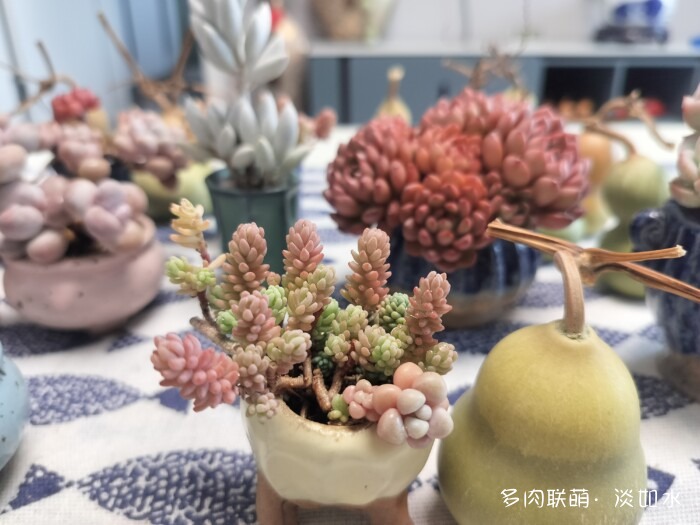 东北秋天的多肉