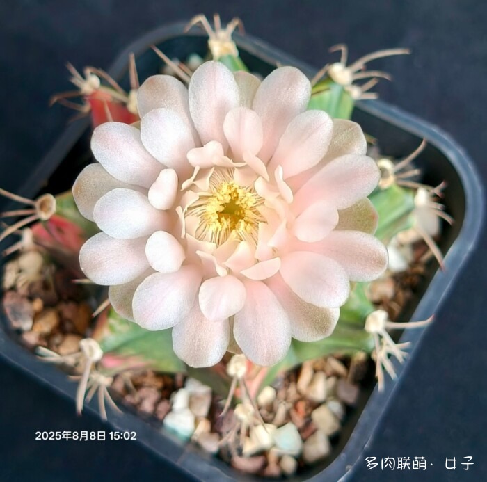 秋天的多肉