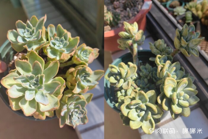 江浙沪秋天的多肉