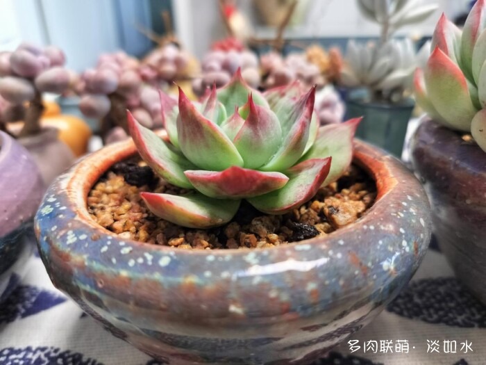 东北秋天的多肉