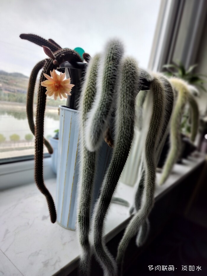 东北秋天的多肉
