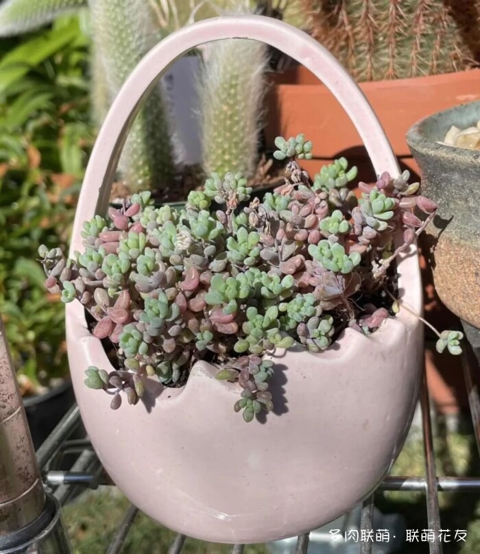 联萌花友秋天的多肉
