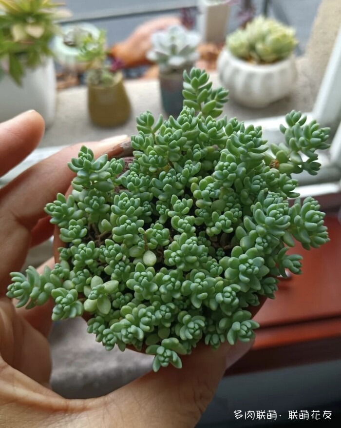 联萌花友秋天的多肉