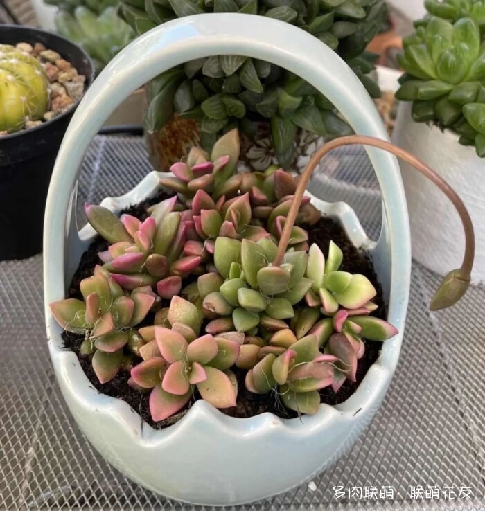 联萌花友秋天的多肉