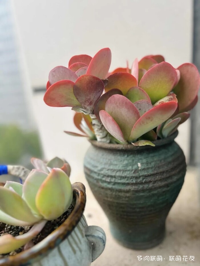 联萌花友秋天的多肉
