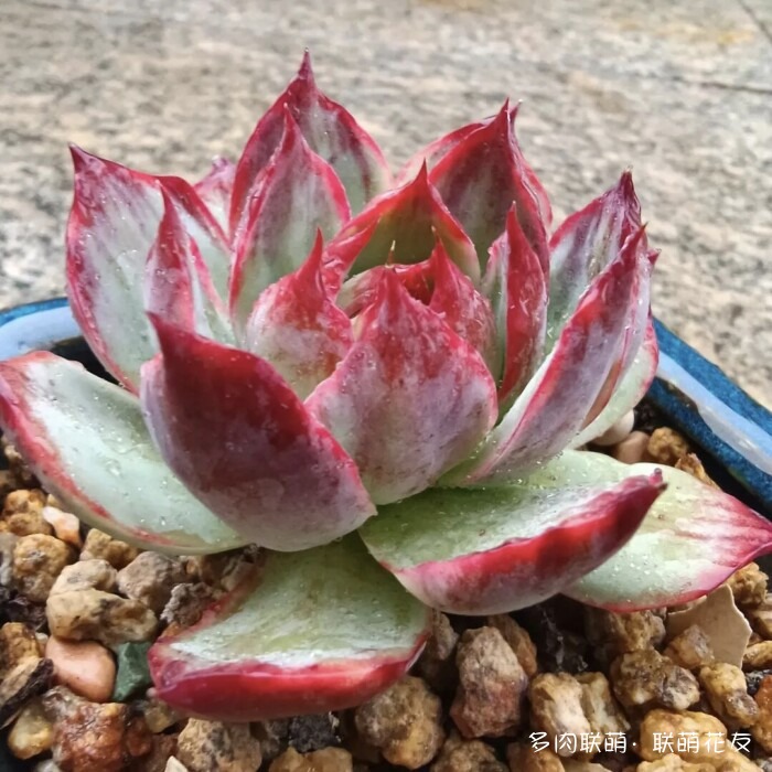联萌花友秋天的多肉