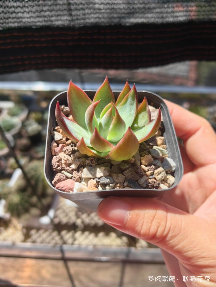 联萌花友秋天的多肉