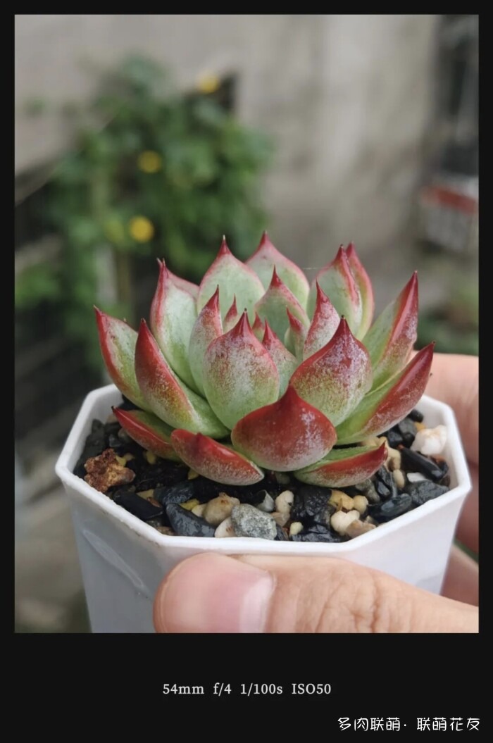 联萌花友秋天的多肉