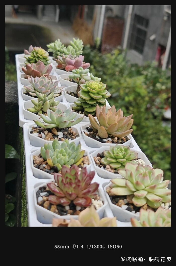联萌花友秋天的多肉