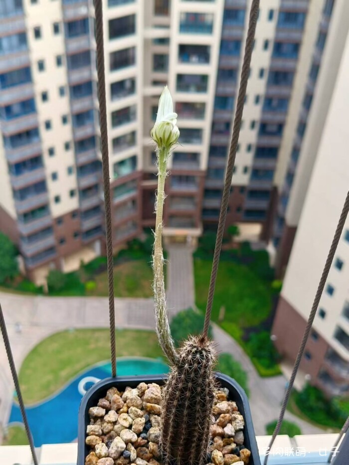 秋天的多肉