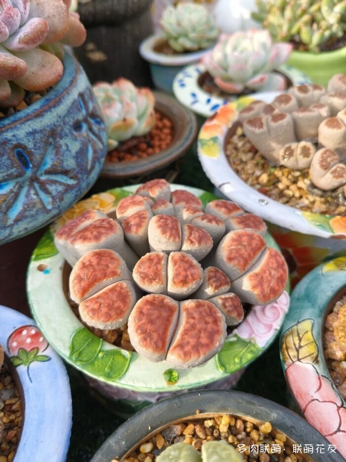 联萌花友秋天的多肉