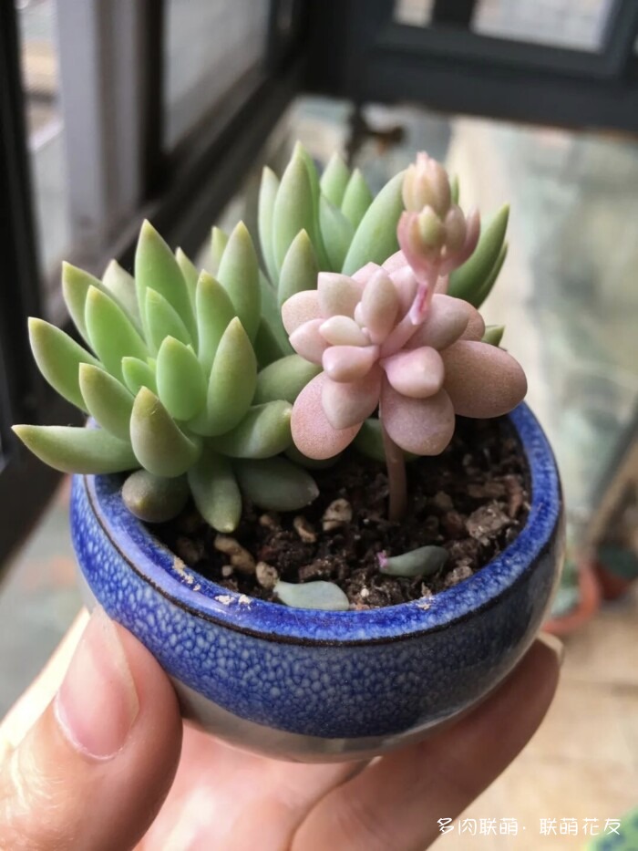 联萌花友秋天的多肉