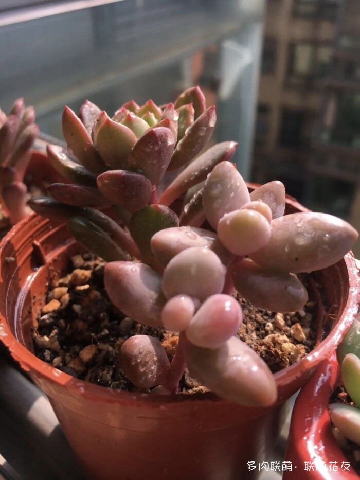 联萌花友秋天的多肉