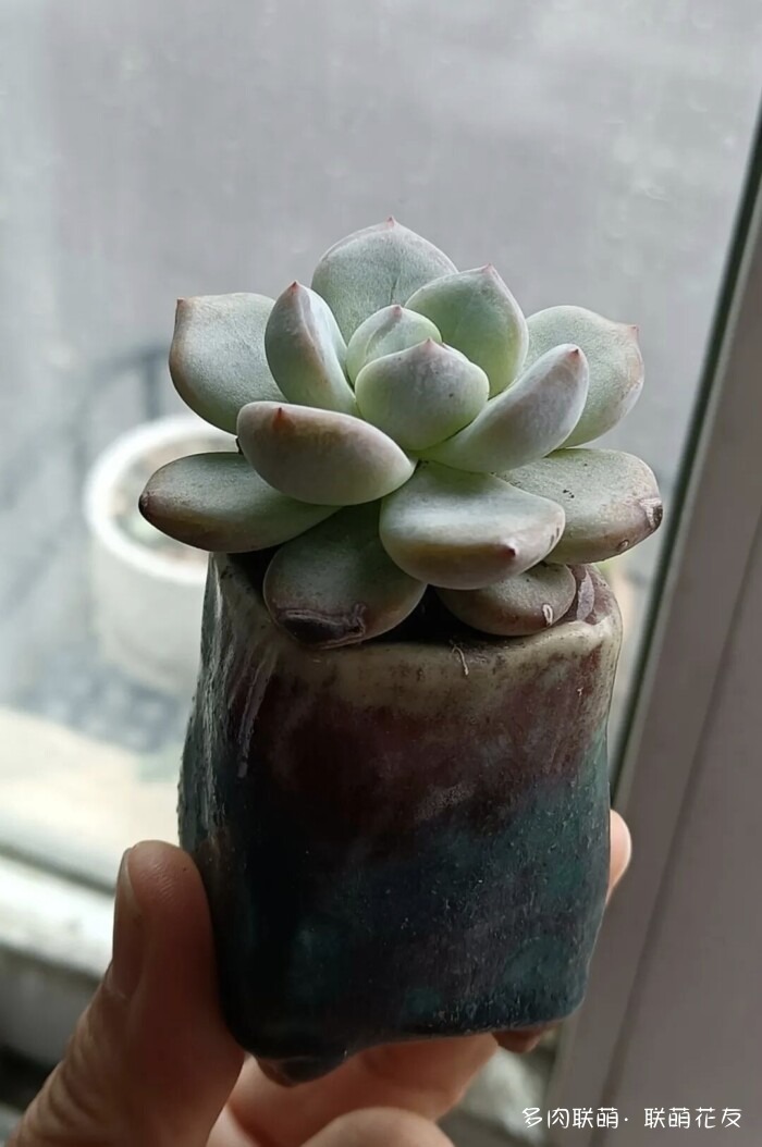 联萌花友秋天的多肉