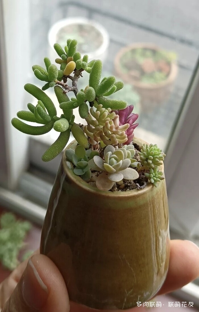 联萌花友秋天的多肉