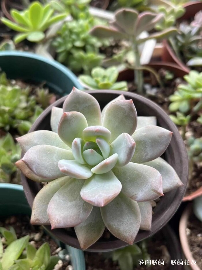 联萌花友秋天的多肉