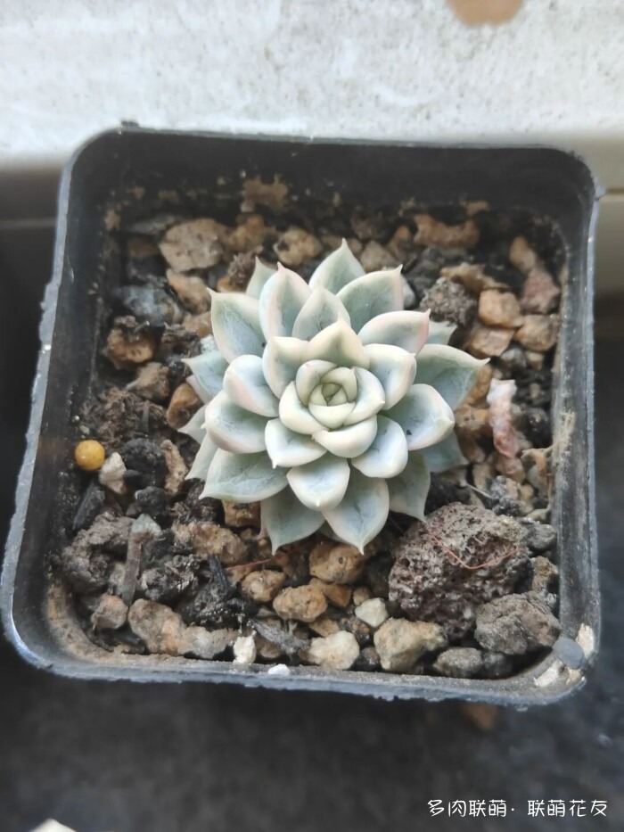 联萌花友秋天的多肉