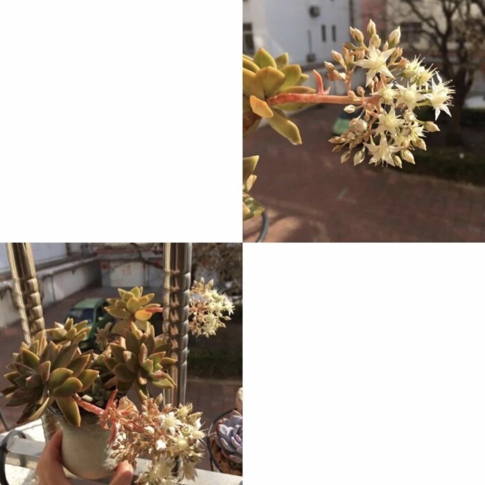 联萌花友秋天的多肉