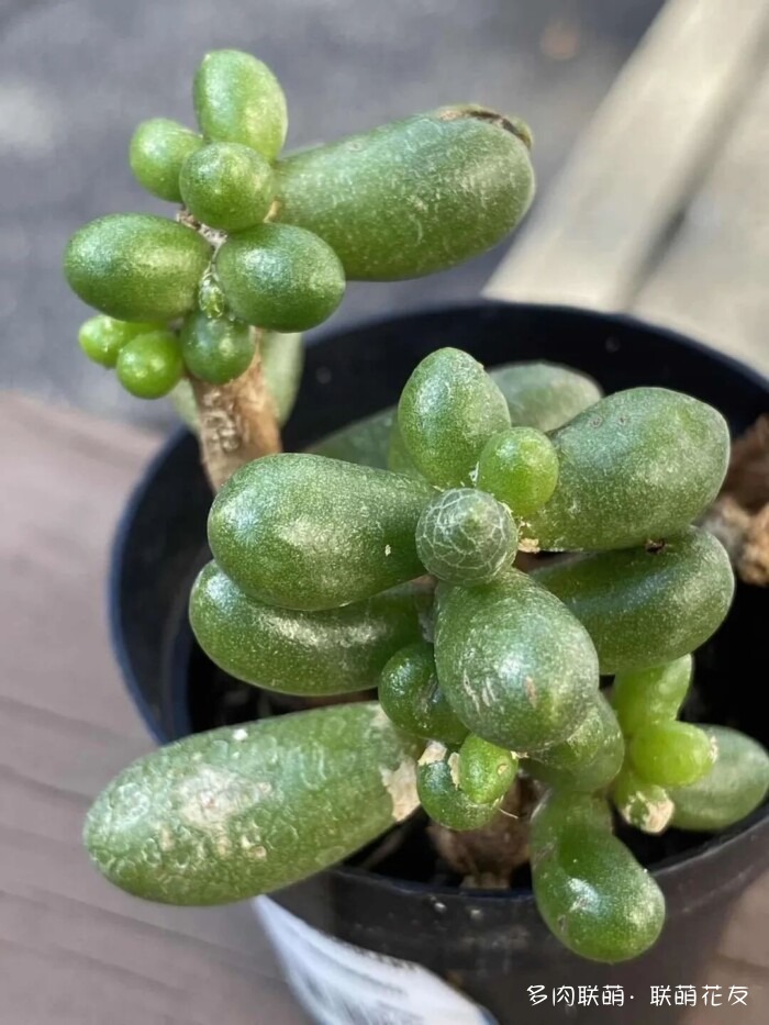 联萌花友秋天的多肉