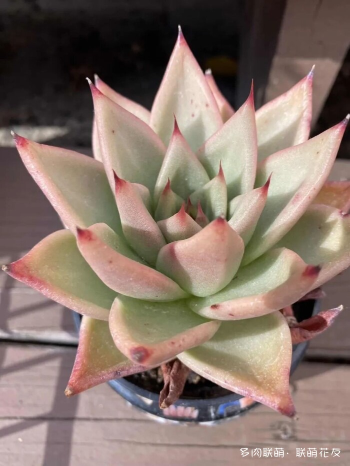 联萌花友秋天的多肉