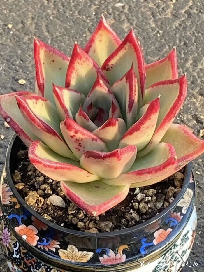 联萌花友秋天的多肉