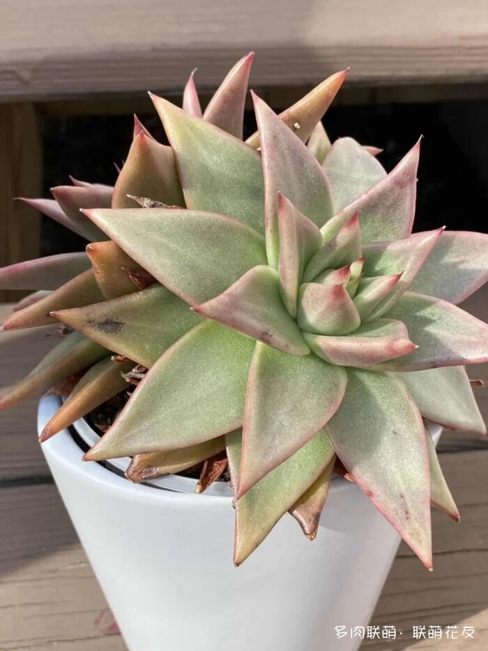 联萌花友秋天的多肉