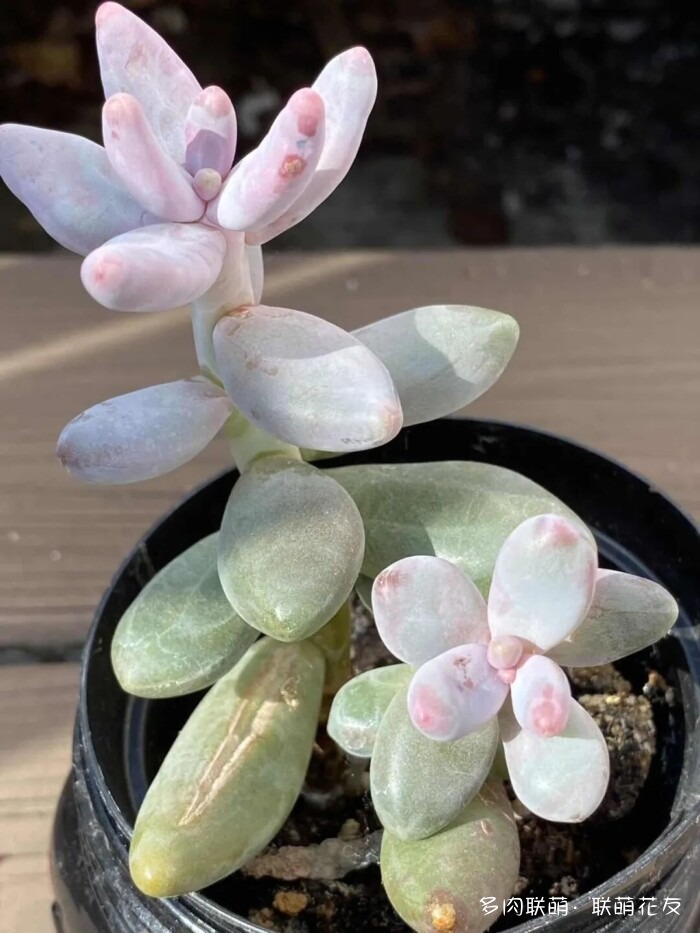 联萌花友秋天的多肉