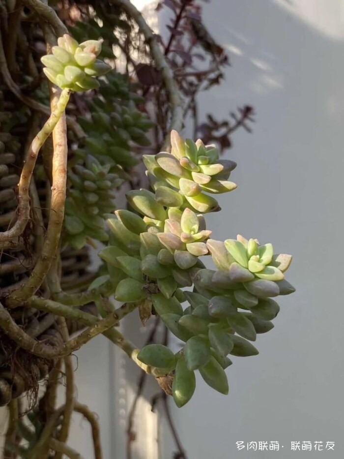 联萌花友秋天的多肉