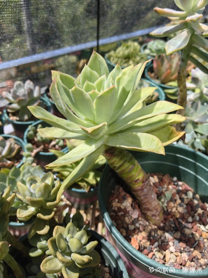 乔伊