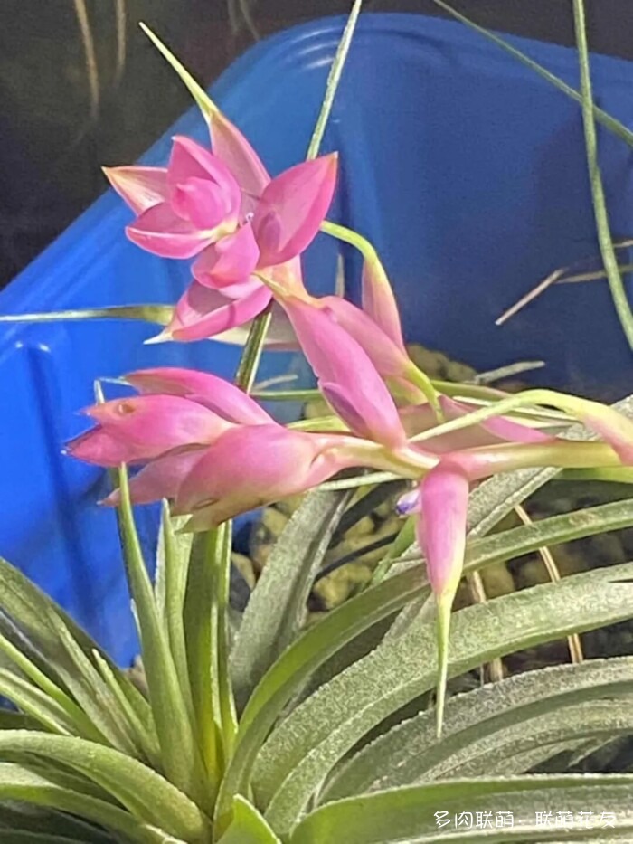联萌花友秋天的多肉