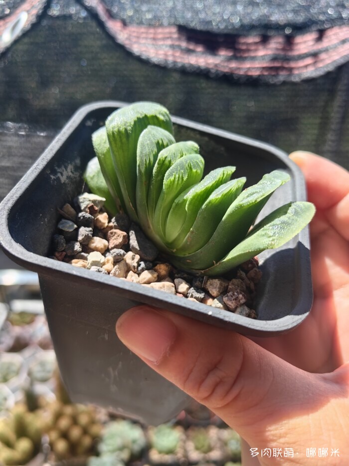 绿玉扇