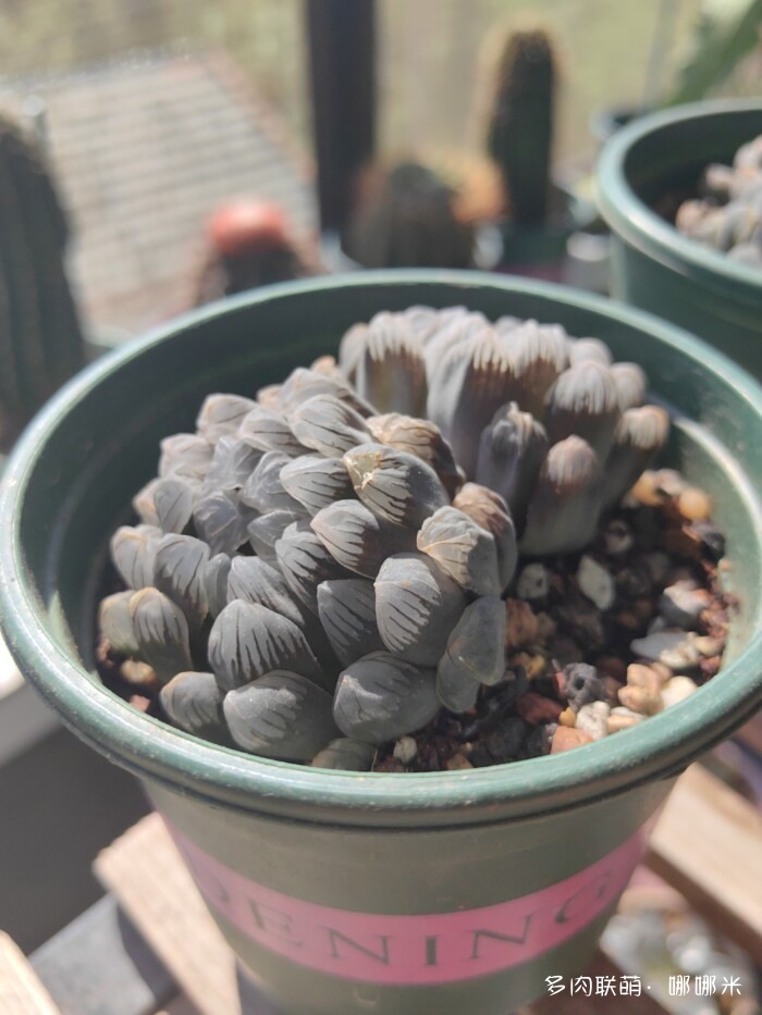 江浙沪秋天的多肉