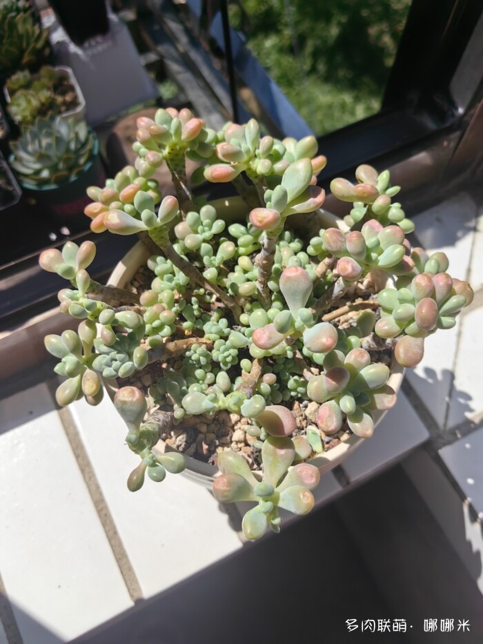 鱼子酱