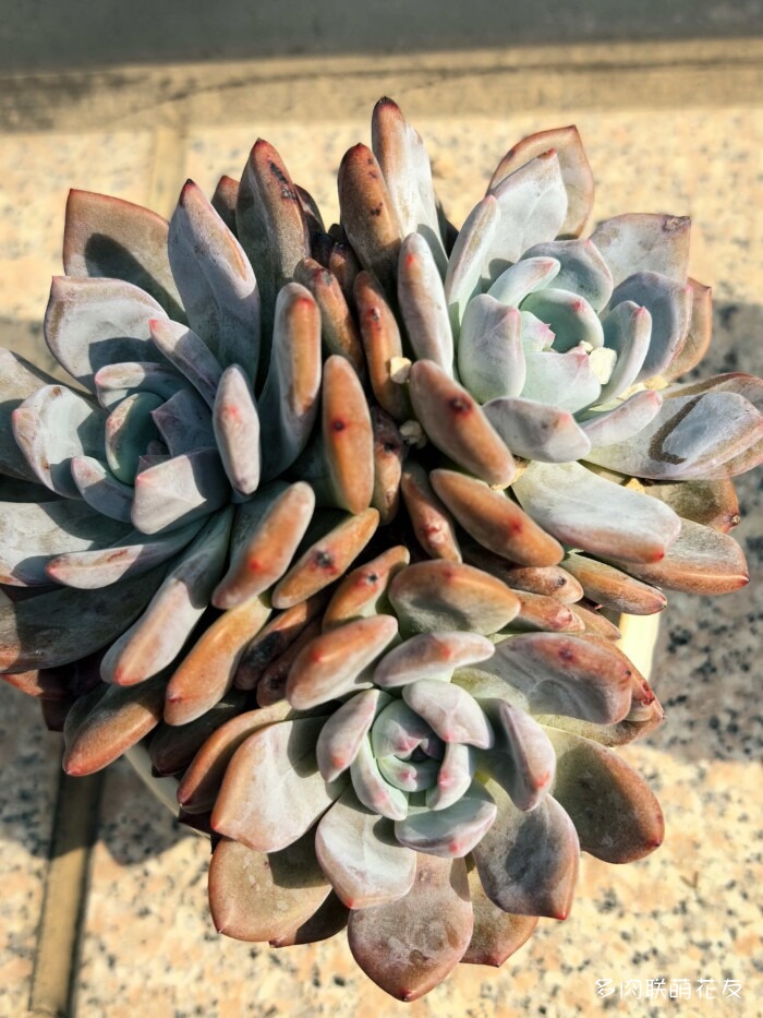北京秋天邻居家的多肉