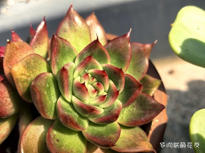 北京秋天邻居家的多肉