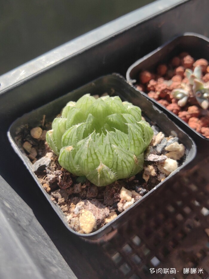 江浙沪秋天的多肉