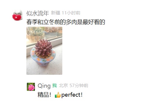 秋天的多肉