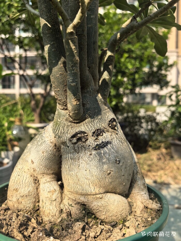 北京秋天邻居家的多肉